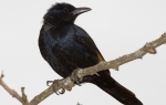 Vrane su tokom evolucije razvile saznajne sposobnosti