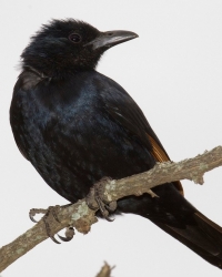 Vrane su tokom evolucije razvile saznajne sposobnosti
