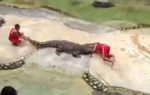 krokodil pojeo trenera