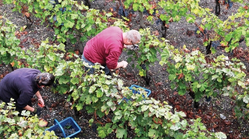 Umesto boljitka, istraga  UKP-a u „Vršačkim  vinogradima“