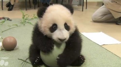 Bebi panda