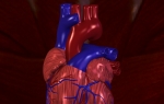 Ljudsko srce
