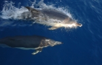 Delfini u Boki
