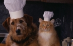 Pas i mačka / Foto: Profimedia