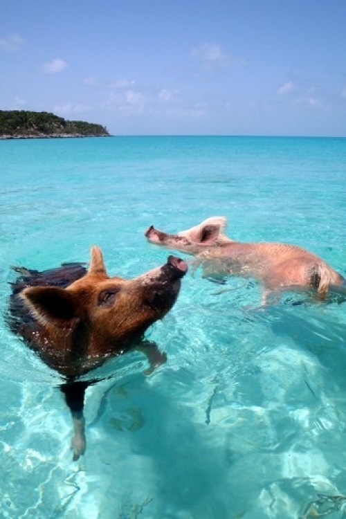 Si čuo da je Soraja otišla na Maldive? Pojma nema.