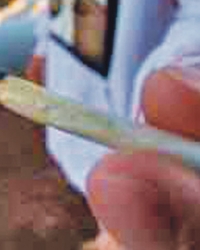 Marihuana