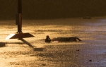 Teksas poplave Foto: Profimedia