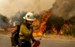 Šumski požar / Foto: Profimedia