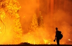 Šumski požar / Foto: Profimedia