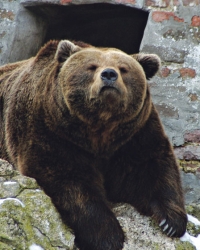 Medved
