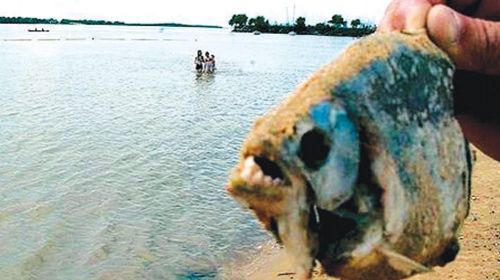 Užas u argentinskoj reci Parana