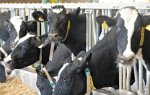 Neće moći više da  izvoze mleko i mlečne  proizvode u Hrvatsku