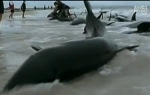 Masovno ubistvo kitova 2004. godine nije moglo da se zataška