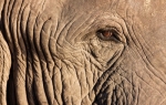Slon | Foto: Profimedia