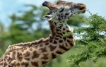 Žirafa sa slomljenim vatom