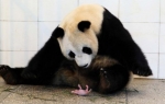 Novopečena majka ne ispušta malu pandu iz vida