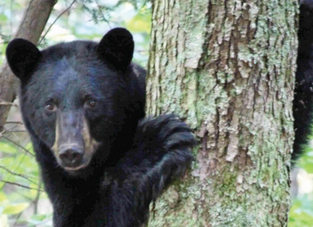 Medved napao  turiste u okolini Virpazara