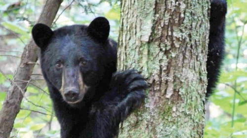 Medved napao  turiste u okolini Virpazara