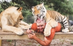 Tigar liže Karla po glavi  dok lav posmatra da li da  se umeša u izliv nežnosti