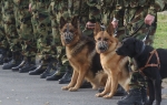 Vojni psi