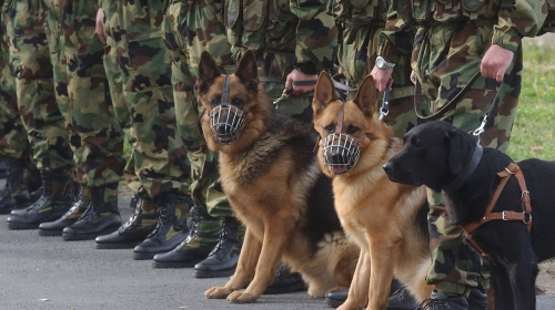 Vojni psi