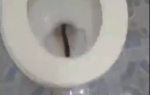 Horor u toaletu | Foto: Printscreen Youtube