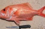 Najstarija riba na svetu | Foto: Ministarstvo za ribarenje zapadne Australije
